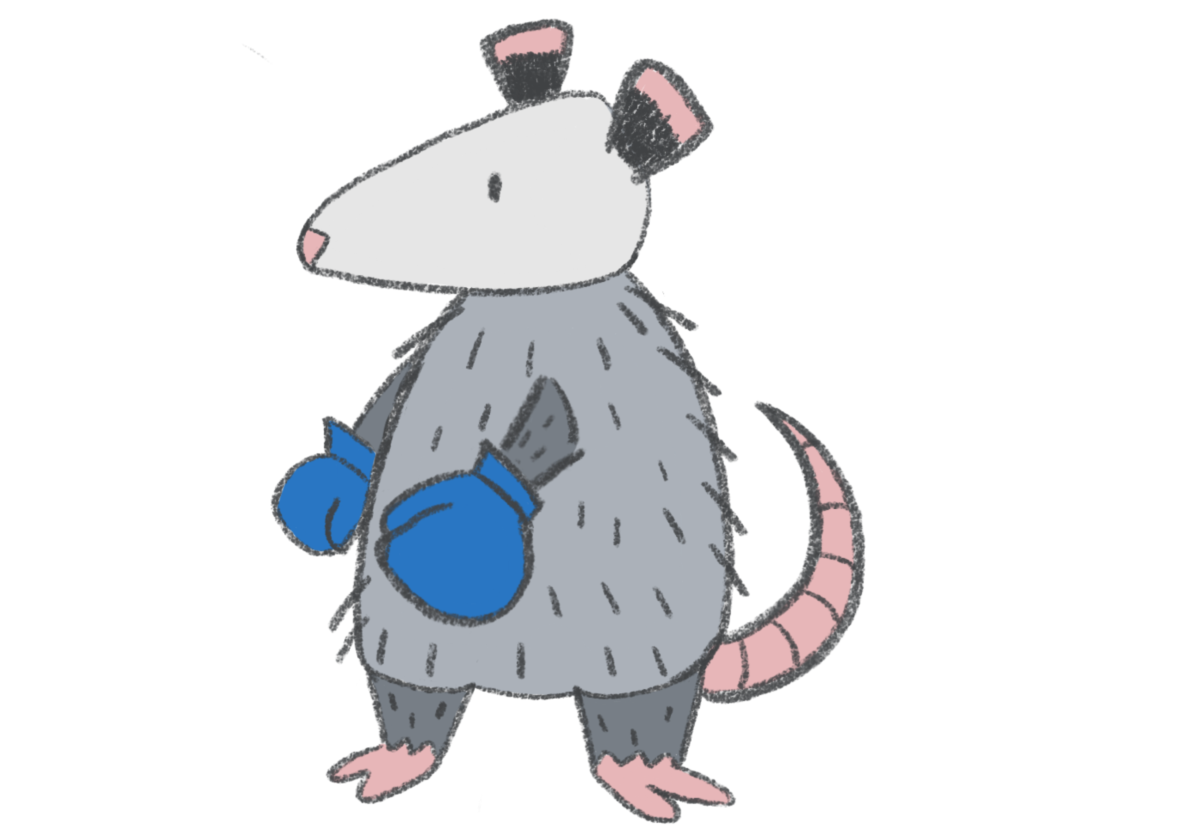 possum-boxer